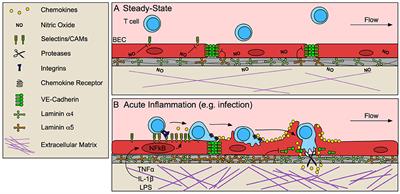 Non-hematopoietic Control of Peripheral Tissue T Cell Responses: Implications for Solid Tumors